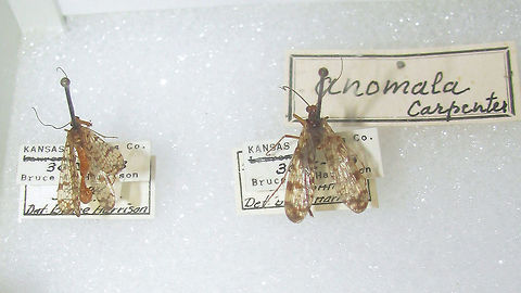 Panorpa anomala Snapshot of specimen in the collection of the Naturalis Biodiversity Center (Leiden, Netherlands)
You can use these freely, but need to credit Naturalis for making the collection available, hence licensed as CC-BY (Attribution) Mecoptera,Naturalis Biodiversity Center,Panorpa,Panorpa anomala,Panorpidae