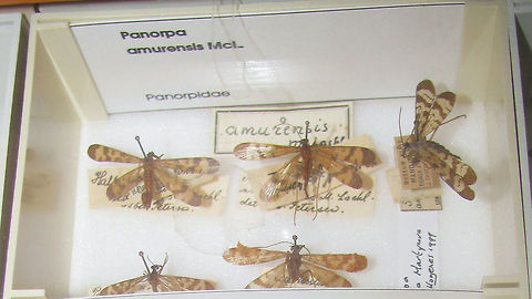 Panorpa amurensis
