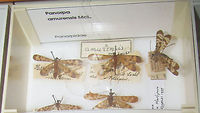 Panorpa amurensis Snapshots of specimen in the collection of the Naturalis Biodiversity Center (Leiden, Netherlands)<br />
You can use these freely, but need to credit Naturalis for making the collection available, hence licensed as CC-BY (Attribution)<br />
<br />
Note: The image is taken in the Netherlands, but the species natural range is the Russian far East and Korea Mecoptera,Naturalis Biodiversity Center,Panorpa,Panorpa amurensis,Panorpidae