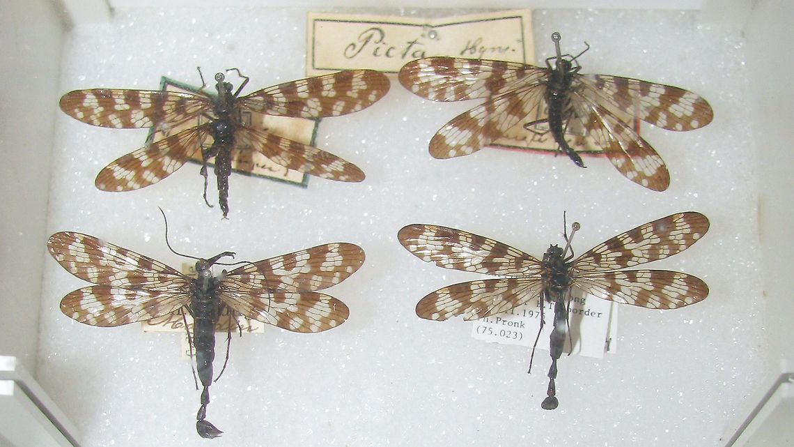 Panorpa picta (aspoecki-group) Snapshot of specimen in the collection of the Naturalis Biodiversity Center (Leiden, Netherlands)<br />
You can use these freely, but need to credit Naturalis for making the collection available, hence licensed as CC-BY (Attribution) Mecoptera,Naturalis Biodiversity Center,Panorpa,Panorpa picta,Panorpidae