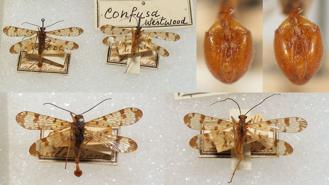 Panorpa confusa Snapshots of specimen in the collection of the Naturalis Biodiversity Center (Leiden, Netherlands)<br />
You can use these freely, but need to credit Naturalis for making the collection available, hence licensed as CC-BY (Attribution) Mecoptera,Naturalis Biodiversity Center,Panorpa,Panorpa confusa,Panorpidae