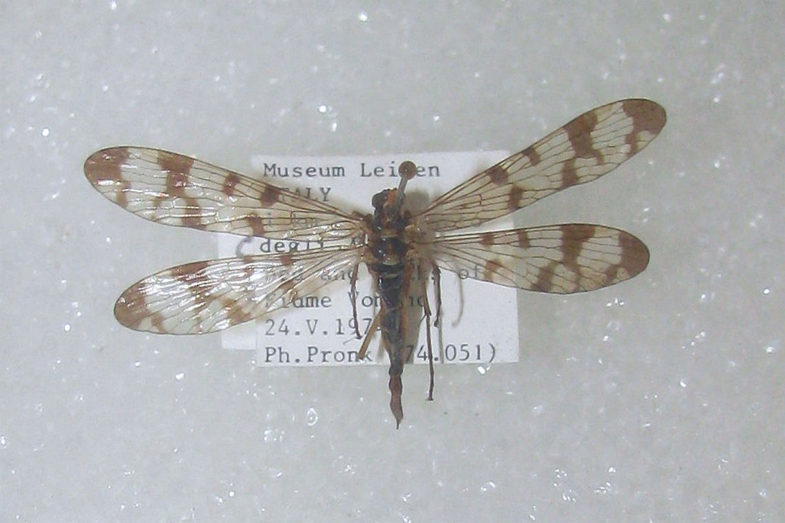 Panorpa etrusca Snapshot of specimen in the collection of the Naturalis Biodiversity Center (Leiden, Netherlands)<br />
You can use these freely, but need to credit Naturalis for making the collection available, hence licensed as CC-BY (Attribution)<br />
<br />
Note: The photograph was taken in the Netherlands but the specimen is from Italy Mecoptera,Naturalis Biodiversity Center,Panorpa,Panorpa etrusca,Panorpidae