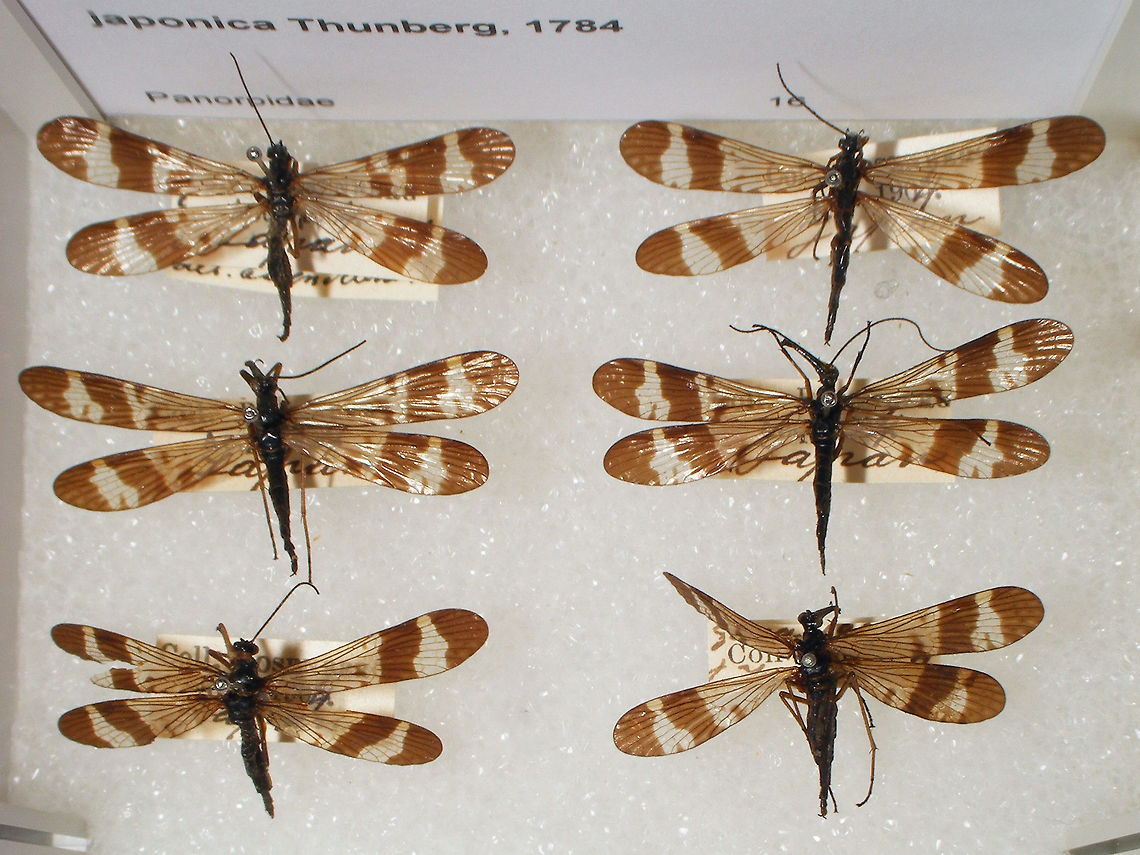 Panorpa japonica - females Snapshots of specimen in the collection of the Naturalis Biodiversity Center (Leiden, Netherlands)<br />
You can use these freely, but need to credit Naturalis for making the collection available, hence licensed as CC-BY (Attribution)<br />
<br />
Note: The photograph was taken in the Netherlands but the specimen are from Japan Mecoptera,Naturalis Biodiversity Center,Panorpa,Panorpa japonica,Panorpidae