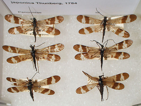 Panorpa japonica - females Snapshots of specimen in the collection of the Naturalis Biodiversity Center (Leiden, Netherlands)
You can use these freely, but need to credit Naturalis for making the collection available, hence licensed as CC-BY (Attribution)

Note: The photograph was taken in the Netherlands but the specimen are from Japan Mecoptera,Naturalis Biodiversity Center,Panorpa,Panorpa japonica,Panorpidae