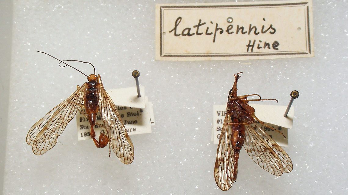 Panorpa latipennis Snapshots of specimen in the collection of the Naturalis Biodiversity Center (Leiden, Netherlands)<br />
You can use these freely, but need to credit Naturalis for making the collection available, hence licensed as CC-BY (Attribution) Mecoptera,Naturalis Biodiversity Center,Panorpa,Panorpa latipennis,Panorpidae