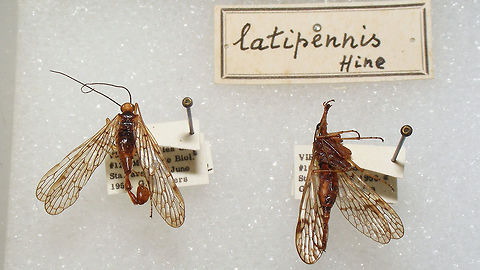 Panorpa latipennis