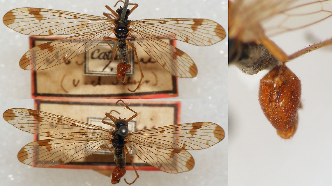 Panorpa connexa Snapshots of specimen in the collection of the Naturalis Biodiversity Center (Leiden, Netherlands)<br />
You can use these freely, but need to credit Naturalis for making the collection available, hence licensed as CC-BY (Attribution) Mecoptera,Naturalis Biodiversity Center,Panorpa,Panorpa connexa,Panorpidae