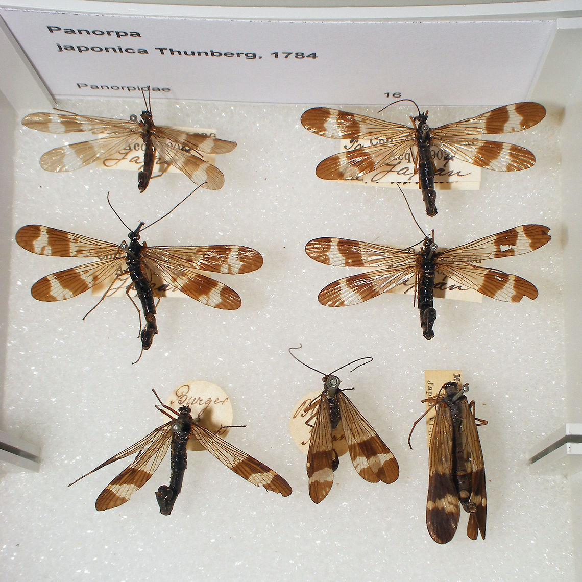 Panorpa japonica - males Snapshots of specimen in the collection of the Naturalis Biodiversity Center (Leiden, Netherlands)<br />
You can use these freely, but need to credit Naturalis for making the collection available, hence licensed as CC-BY Mecoptera,Naturalis Biodiversity Center,Panorpa,Panorpa japonica,Panorpidae