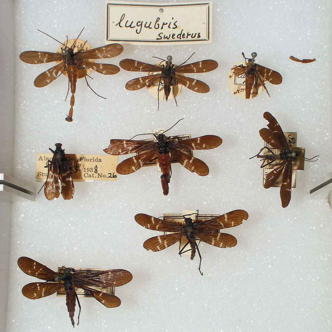 Panorpa lugubris Snapshots of specimen in the collection of the Naturalis Biodiversity Center (Leiden, Netherlands)<br />
You can use these freely, but need to credit Naturalis for making the collection available, hence licensed as CC-BY Mecoptera,Naturalis Biodiversity Center,Panorpa,Panorpa lugubris,Panorpidae