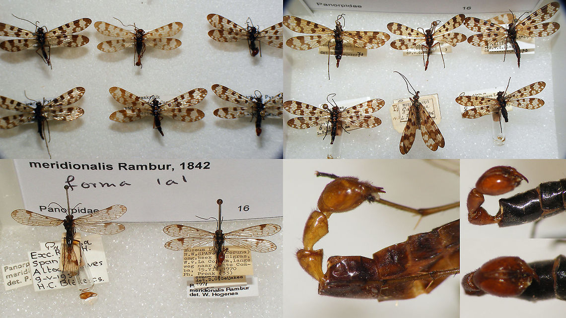 Panorpa meridionalis Snapshots of specimen in the collection of the Naturalis Biodiversity Center (Leiden, Netherlands)<br />
You can use these freely, but need to credit Naturalis for making the collection available, hence licensed as CC-BY (Attribution)<br />
<br />
The top row shows the &quot;normal&quot; wing patterns for this species, but note the two &quot;forma &#039;a&#039;&quot; bottom left with much reduced spots, so such &quot;lightly marked&quot; specimen do occur in this species too!<br />
Bottom right a few perspectives on the last abdominal segments of the male. Especially compare the shape of segment 7 to that of Panorpa cognata - helpful in ID! Mecoptera,Naturalis Biodiversity Center,Panorpa,Panorpa meridionalis,Panorpidae