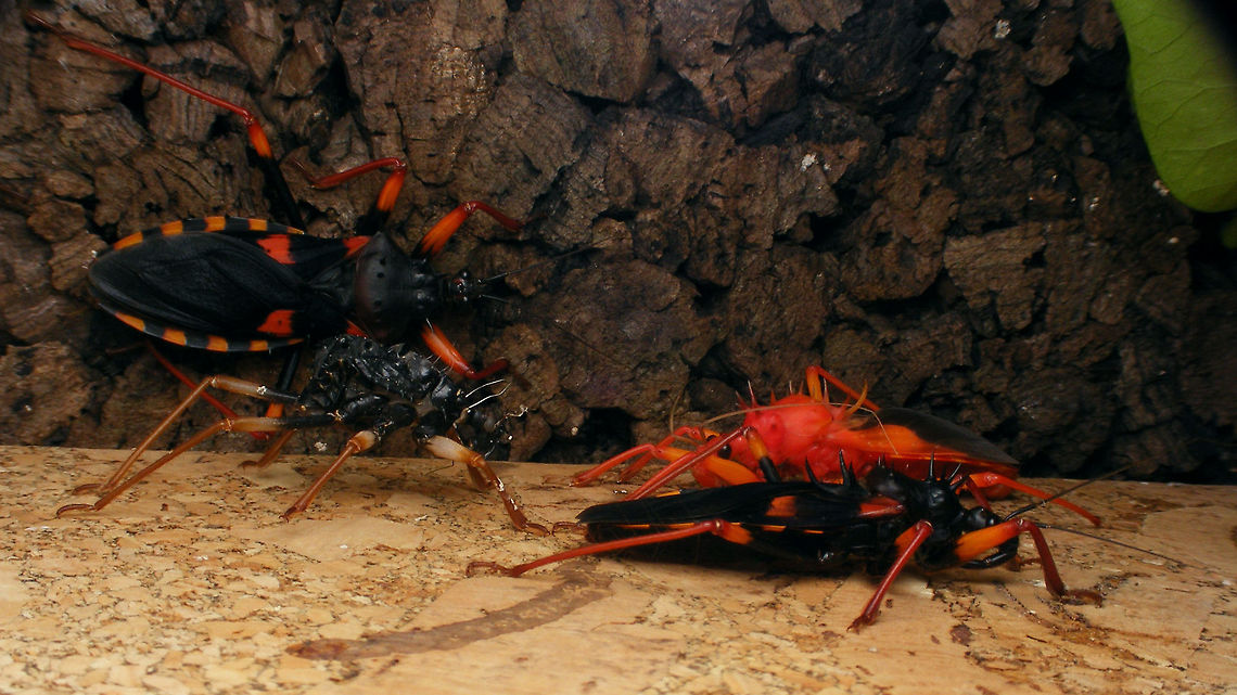 Psytalla horrida - teneral w exuviae Shot of a group of Psytalla horrida currently in culture here, with a freshly moulted teneral bug and exuviae as well as two mature adults  Hemiptera,Heteroptera,Psytalla,Psytalla horrida,Reduviidae,exuviae,teneral