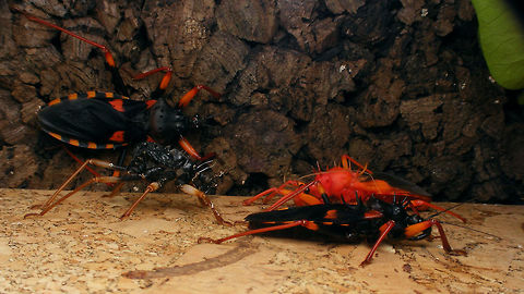Psytalla horrida - teneral w exuviae Shot of a group of Psytalla horrida currently in culture here, with a freshly moulted teneral bug and exuviae as well as two mature adults  Hemiptera,Heteroptera,Psytalla,Psytalla horrida,Reduviidae,exuviae,teneral