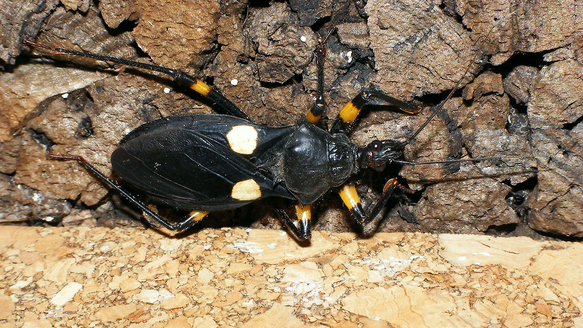 Platymeris biguttatus Imago of species Platymeris biguttatus (in culture) Cimicomorpha,Hemiptera,Heteroptera,Platymeris,Platymeris biguttatus,Reduviidae