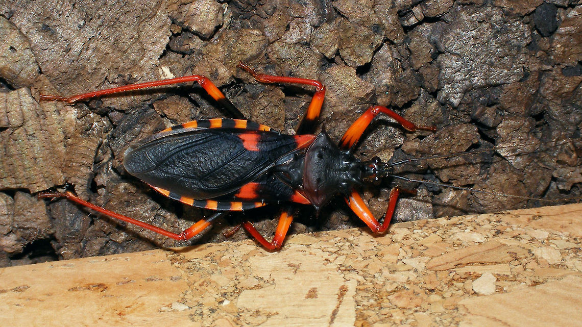 Psytalla horrida Imago of species Psytalla horrida (in culture) Cimicomorpha,Hemiptera,Heteroptera,Psytalla,Psytalla horrida,Reduviidae
