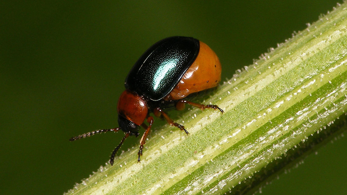 Gastrophysa polygoni - gravid female  Chrysomelidae,Chrysomelinae,Gastrophysa,Gastrophysa polygoni,nl: Duizendknoophaantje