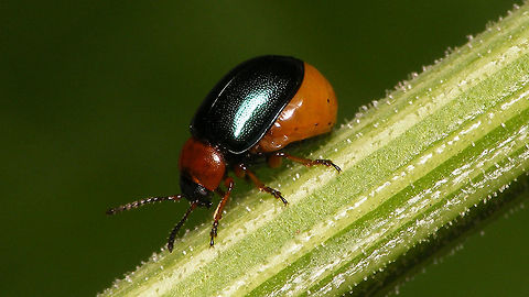 Gastrophysa polygoni - gravid female  Chrysomelidae,Chrysomelinae,Gastrophysa,Gastrophysa polygoni,nl: Duizendknoophaantje