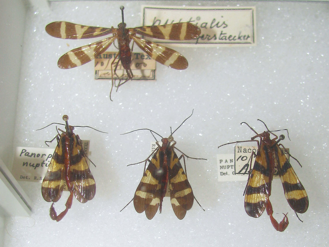 Panorpa nuptialis Snapshots of specimen in the collection of the Naturalis Biodiversity Center (Leiden, Netherlands)<br />
You can use these freely, but need to credit Naturalis for making the collection available, hence licensed as CC-BY (Attribution) Mecoptera,Naturalis Biodiversity Center,Panorpa,Panorpa nuptialis,Panorpidae