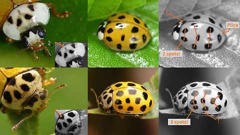 Psyllobora vigintiduopunctata vs Harmonia axyridis f. succinea This is a bit of an oddball ID help. The 22-spot ladybird (bottom row) is much (MUCH!) smaller than the Harlequin, but the succinea form of the latter (top row) can be quite pale yellowish (normally orange or red) and the Psyllobora (normally bright yellow) can be a bit more orangy too, so in the end both are "pale with many spots" and we _do_ get them confused on waarneming.nl when photographers upload their images and forget what size the beetle was they photographed :o)

Left: Har.axy. succinea usually has the "M" (or "W" if you will) shaped markings on the pronotum (as seen centre above), but in fact this is a "paw print" pattern with the dots fused. On not so heavily marked specimen the paw print shows, but it's a quite different pattern from the paw print on the 22-spot - most easily recognized by the center of the base remaining open until the pattern is so washed out that it covers almost the entire pronotum (in which case there is no confusion with a 22-spot anyway), whereas on the Psyllobora the center of the base has a heavy black mark from the very start.
Also note that the markings on the head are quite different, but these rarely show well enough on average photos.

Center & Right: Psy.vig. has 22 spots, Har.axy. succinea 19 maximum (when all are present), The difference is the first row of spots having two on Har.axy. and three on Psy.vig. and in the second row Psy.vig. has an extra (half) spot right on the margin of the elytra. Also the angles the spots make are quite different on both. To make up for the spots Har.axy. is missing here it has a "scutular spot" around the scutellum that is missing in Psy.vig. Such a scutular spot is always counted as one spot even if it is strictly speaking divided over the two elytra.
Plica: Har.axy. normally has a fold (plica) on the end of the elytra (very rarely missing). Psy.vig. never has this.   Coccinellidae,Coccinellinae,Harmonia axyridis,Ladybird,Ladybird ID help,Psyllobora vigintiduopunctata,nl:,nl: Citroenlieveheersbeestje