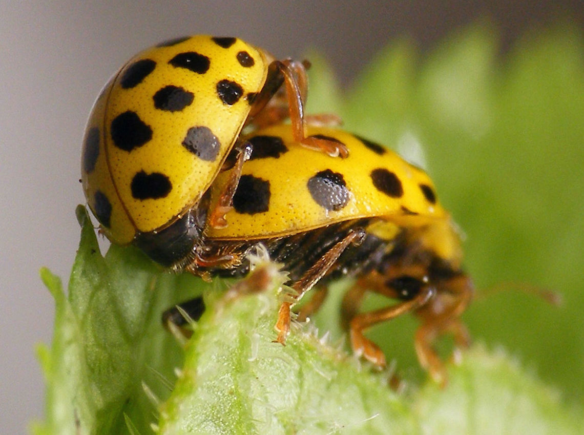 Psyllobora vigintiduopunctata - 18-plus Psyllobora vigintiduopunctata in copula, showing impertinent detail.. 22-spot Ladybird,Coccinellidae,Coccinellinae,Ladybird,Psyllobora,Psyllobora vigintiduopunctata,Twenty-two Spot Ladybird,copulation,nl: Citroenlieveheersbeestje