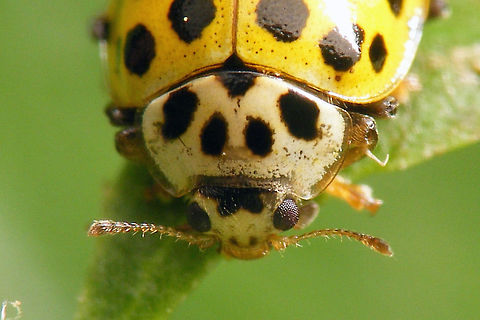 Psyllobora vigintiduopunctata - Portrait  22-spot Ladybird,Coccinellidae,Coccinellinae,Ladybird,Psyllobora,Psyllobora vigintiduopunctata,Twenty-two Spot Ladybird,nl: Citroenlieveheersbeestje