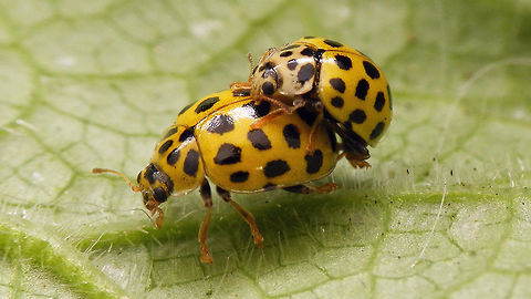 Psyllobora vigintiduopunctata - copula  22-spot Ladybird,Coccinellidae,Coccinellinae,Ladybird,Psyllobora,Psyllobora vigintiduopunctata,Twenty-two Spot Ladybird,copulation,nl: Citroenlieveheersbeestje