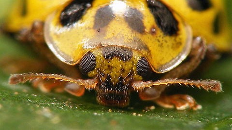 Psyllobora vigintiduopunctata - Mugshot  22-spot Ladybird,Coccinellidae,Coccinellinae,Ladybird,Psyllobora,Psyllobora vigintiduopunctata,Twenty-two Spot Ladybird,compound eyes,nl: Citroenlieveheersbeestje