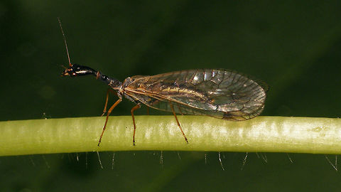 Dichrostigma flavipes - Male Male Dichrostigma flavipes.
Kindly sent to me from Germany by Ingrid Altmann (thanks! :o) as I have no chance of finding it in the Netherlands.

Note: The photograph was taken in the Netherlands but THE SPECIMEN IS FROM BAVARIA, GERMANY
This species DOES NOT OCCUR IN THE NETHERLANDS!!  Dichrostigma,Dichrostigma flavipes,Raphidiidae,Raphidioptera,Snakefly