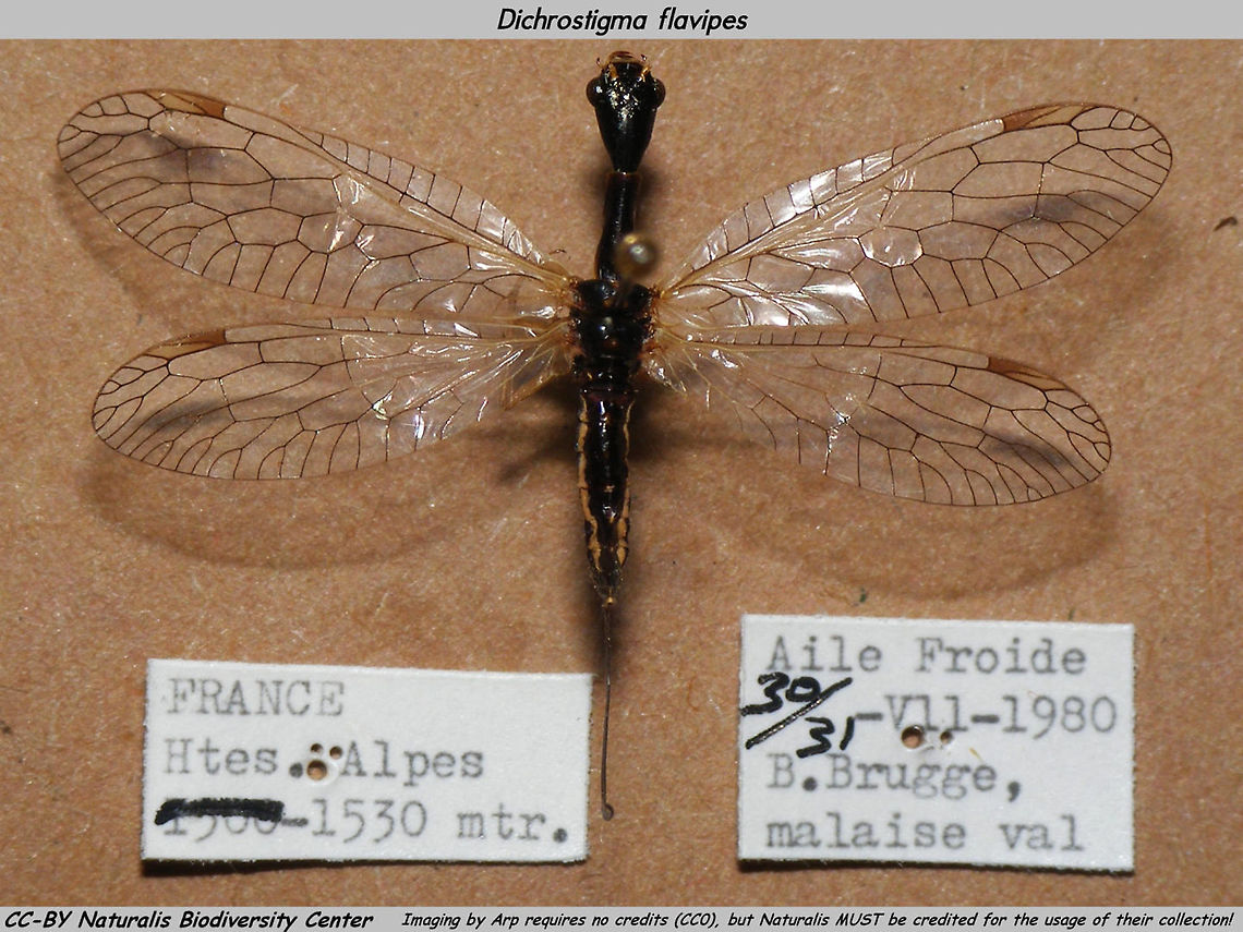 Dichrostigma flavipes - CC-BY Collectie Naturalis Snapshot of specimen in the collection of the Naturalis Biodiversity Center (Leiden, Netherlands)<br />
You can use these freely, but need to credit Naturalis for making the collection available, hence licensed as CC-BY (Attribution) <br />
<br />
IMPORTANT NOTE: This image is tagged as &quot;Netherlands&quot; according to JD policy but the specimen is from FRANCE.<br />
This species DOES NOT OCCUR IN THE NETHERLANDS!!  Dichrostigma,Dichrostigma flavipes,Naturalis Biodiversity Center,Raphidiidae,Raphidioptera,Snakefly