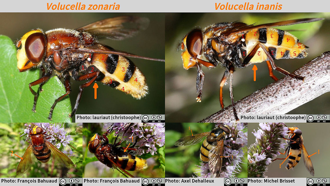 Volucella zonaria vs inanis CC-BY-NC various authors Collage I created today (for some other discussion somewhere) using images kindly made available at galerie-insecte.org under a CC-BY-NC license.<br />
<br />
The two species can look very much alike. Usually the dorsum of the pronotum is darker and duller on inanis and lighter and more shiny on zonaria, but the shine is difficult to use, especially on photos in bright sunlight or when a flash is used. Male zonarias usually have the pronotum as dark as in inanis and darker females also occur and in inanis lighter specimen are known, so the colour of the pronotum is helpful but not fully diagnostic it would seem.<br />
Same seems to go for the colour of the 2nd tergite (dorsal abdomen plates): Normally more orangy-brown in zonaria, and bright yellow in inanis, but fairly variable and hence difficult to use as &quot;fully&quot; diagnostic.<br />
Best character for ID is the colour of the 2nd sternite, but many, many photos are dorsal only, so this won&#039;t show.<br />
Helpful in dorsal images is the little dark spot that inanis has about halfway down the wing and near the front, but it is not always clear. The zonaria bottom left has a darkish-&quot;shade&quot;(?) there too, which could be a shadow or an underdeveloped true spot. In this case a lateral image was available, so we know for sure it was zonaria, but from the dorsal image I wouldn&#039;t want to confirm it, based on my current laymen&#039;s state of understanding.<br />
If anyone has more ideas that are helpful in dorsal images please DO tell :o) Hoverfly ID help,Syrphidae,Volucella,Volucella inanis,Volucella zonaria