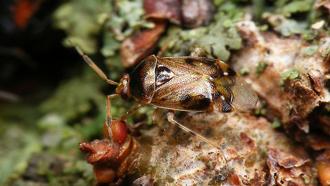 Deraeocoris lutescens Adult Deraeocoris lutescens Deraeocoris,Deraeocoris lutescens,Hemiptera,Heteroptera,Miridae