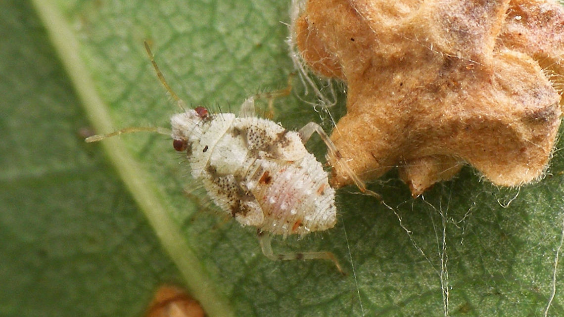 Deraeocoris lutescens L5 Last stadium nymph of Deraeocoris lutescens Deraeocoris,Deraeocoris lutescens,Hemiptera,Heteroptera,Miridae,Nymph