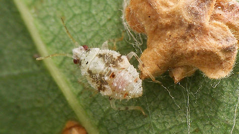 Deraeocoris lutescens L5 Last stadium nymph of Deraeocoris lutescens Deraeocoris,Deraeocoris lutescens,Hemiptera,Heteroptera,Miridae,Nymph