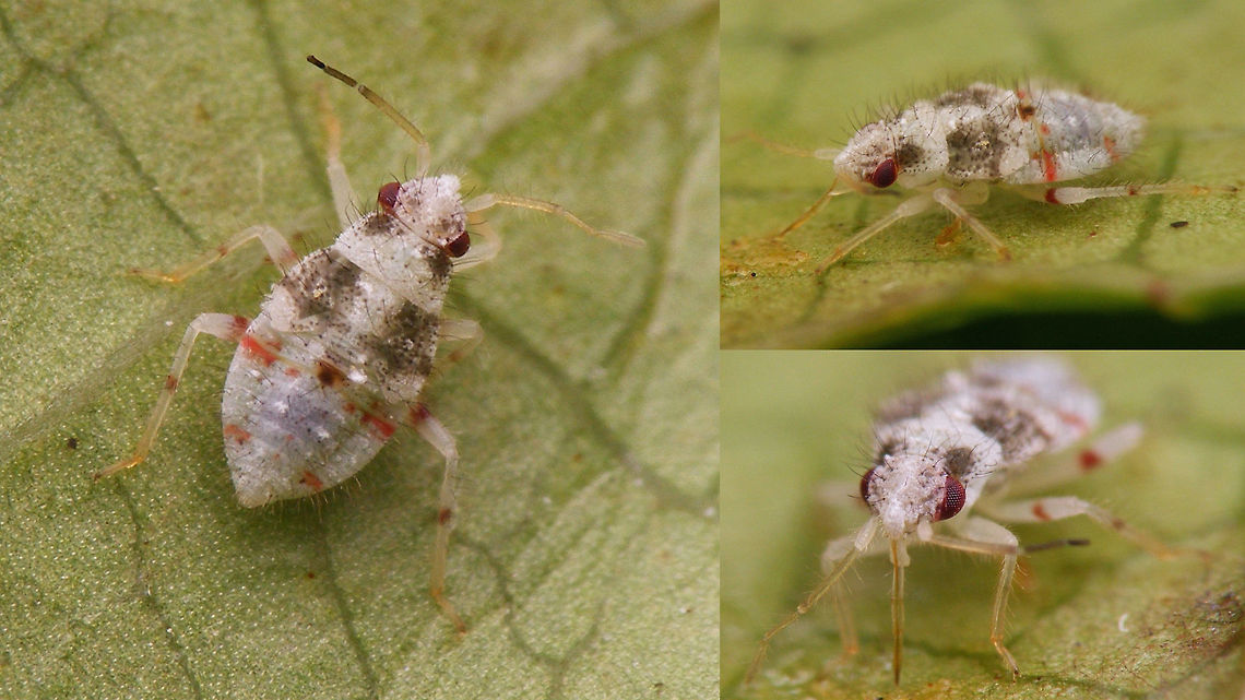 Deraeocoris lutescens L4 collage 4th stadium nymph of Deraeocoris lutescens under various viewing angles<br />
Single shot here:<br />
<figure class="photo"><a href="https://www.jungledragon.com/image/63257/deraeocoris_lutescens_l4.html" title="Deraeocoris lutescens L4"><img src="https://s3.amazonaws.com/media.jungledragon.com/images/3043/63257_thumb.jpg?AWSAccessKeyId=05GMT0V3GWVNE7GGM1R2&Expires=1770854410&Signature=qj0yyOX7Q2TZmfuhQKFQNnePz1Q%3D" width="200" height="114" alt="Deraeocoris lutescens L4 4th stadium nymph of Deraeocoris lutescens<br />
Same individual under various viewing angles here:<br />
https://www.jungledragon.com/image/63256/deraeocoris_lutescens_l4_collage.html Deraeocoris,Deraeocoris lutescens,Hemiptera,Heteroptera,Miridae,nymph" /></a></figure> Deraeocoris,Deraeocoris lutescens,Hemiptera,Heteroptera,Miridae