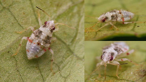 Deraeocoris lutescens L4 collage 4th stadium nymph of Deraeocoris lutescens under various viewing angles
Single shot here:
https://www.jungledragon.com/image/63257/deraeocoris_lutescens_l4.html Deraeocoris,Deraeocoris lutescens,Hemiptera,Heteroptera,Miridae