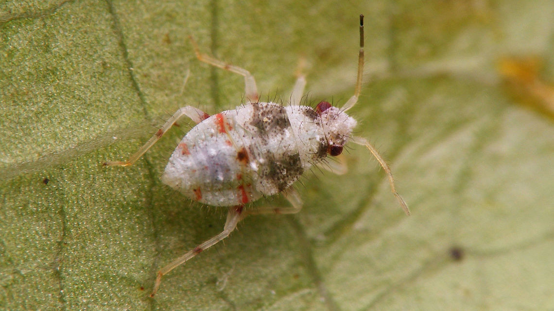 Deraeocoris lutescens L4 4th stadium nymph of Deraeocoris lutescens<br />
Same individual under various viewing angles here:<br />
<figure class="photo"><a href="https://www.jungledragon.com/image/63256/deraeocoris_lutescens_l4_collage.html" title="Deraeocoris lutescens L4 collage"><img src="https://s3.amazonaws.com/media.jungledragon.com/images/3043/63256_thumb.jpg?AWSAccessKeyId=05GMT0V3GWVNE7GGM1R2&Expires=1770854410&Signature=bd3f66gsl04TNz%2FRKeJfLeU3fro%3D" width="200" height="114" alt="Deraeocoris lutescens L4 collage 4th stadium nymph of Deraeocoris lutescens under various viewing angles<br />
Single shot here:<br />
https://www.jungledragon.com/image/63257/deraeocoris_lutescens_l4.html Deraeocoris,Deraeocoris lutescens,Hemiptera,Heteroptera,Miridae" /></a></figure> Deraeocoris,Deraeocoris lutescens,Hemiptera,Heteroptera,Miridae,nymph