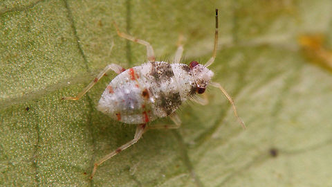 Deraeocoris lutescens L4 4th stadium nymph of Deraeocoris lutescens
Same individual under various viewing angles here:
https://www.jungledragon.com/image/63256/deraeocoris_lutescens_l4_collage.html Deraeocoris,Deraeocoris lutescens,Hemiptera,Heteroptera,Miridae,nymph