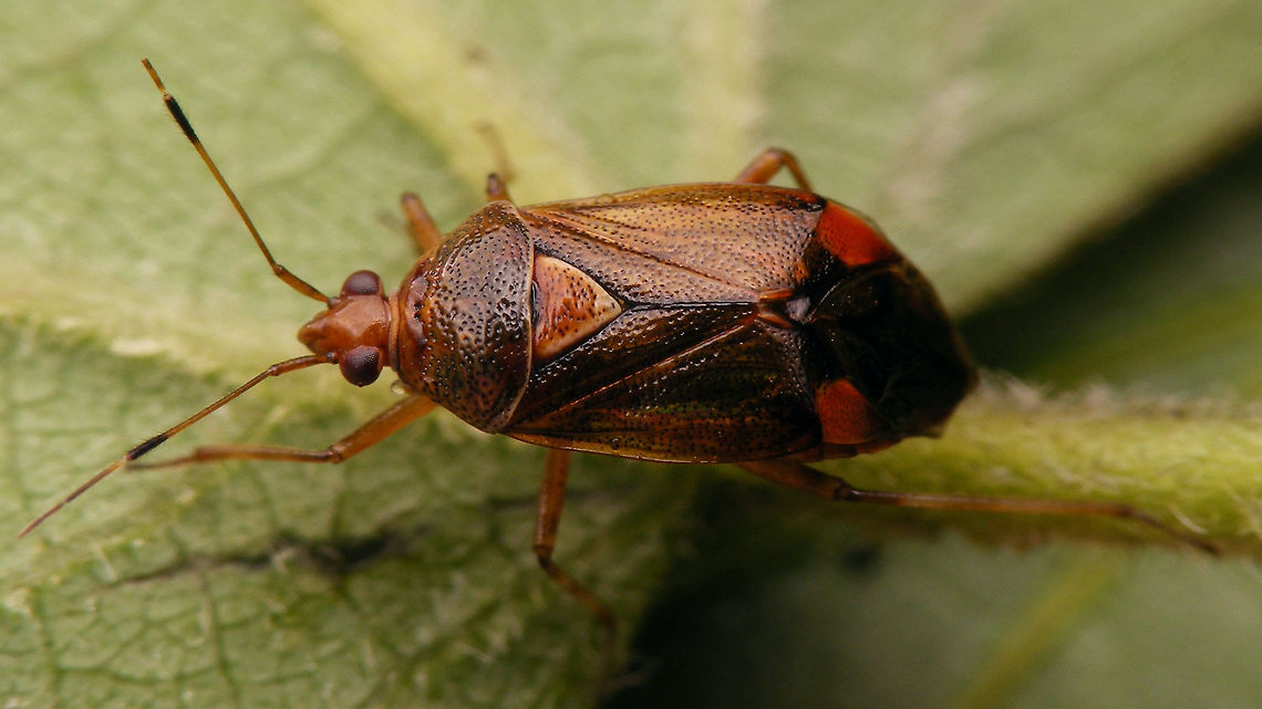 Deraeocoris flavilinea Close-up of same animal here:<br />
<figure class="photo"><a href="https://www.jungledragon.com/image/63260/deraeocoris_flavilinea_-_close-up.html" title="Deraeocoris flavilinea - close-up"><img src="https://s3.amazonaws.com/media.jungledragon.com/images/3043/63260_thumb.jpg?AWSAccessKeyId=05GMT0V3GWVNE7GGM1R2&Expires=1759968010&Signature=lVlAd%2F5k%2FCrg08PQ7rZG8YuH%2FrM%3D" width="200" height="114" alt="Deraeocoris flavilinea - close-up Close-up of Deraeocoris flavilinea in this image:<br />
https://www.jungledragon.com/image/63259/deraeocoris_flavilinea.html<br />
 Cimicomorpha,Deraeocoris,Deraeocoris flavilinea,Hemiptera,Heteroptera,Miridae" /></a></figure> Cimicomorpha,Deraeocoris,Deraeocoris flavilinea,Hemiptera,Heteroptera,Miridae