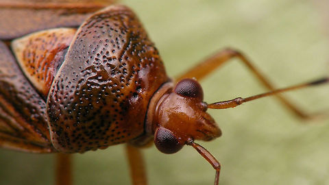 Deraeocoris flavilinea - close-up Close-up of Deraeocoris flavilinea in this image:
https://www.jungledragon.com/image/63259/deraeocoris_flavilinea.html
 Cimicomorpha,Deraeocoris,Deraeocoris flavilinea,Hemiptera,Heteroptera,Miridae