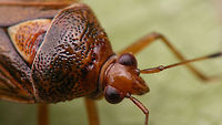 Deraeocoris flavilinea - close-up Close-up of Deraeocoris flavilinea in this image:<br />
https://www.jungledragon.com/image/63259/deraeocoris_flavilinea.html<br />
 Cimicomorpha,Deraeocoris,Deraeocoris flavilinea,Hemiptera,Heteroptera,Miridae