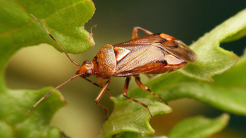 Deraeocoris flavilinea - female Female Deraeocoris flavilinea Cimicomorpha,Deraeocoris,Deraeocoris flavilinea,Hemiptera,Heteroptera,Miridae