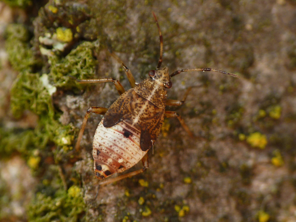 Deraeocoris flavilinea L5 Last stadium nymph of Deraeocoris flavilinea Cimicomorpha,Deraeocoris,Deraeocoris flavilinea,Hemiptera,Heteroptera,Miridae,Nymph