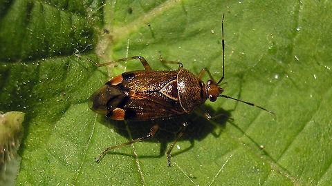 Deraeocoris flavilinea  Cimicomorpha,Deraeocoris,Deraeocoris flavilinea,Hemiptera,Heteroptera,Miridae