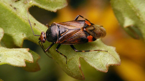 Deraeocoris flavilinea - male Male Deraeocoris flavilinea Cimicomorpha,Deraeocoris,Deraeocoris flavilinea,Geotagged,Hemiptera,Heteroptera,Miridae,Netherlands