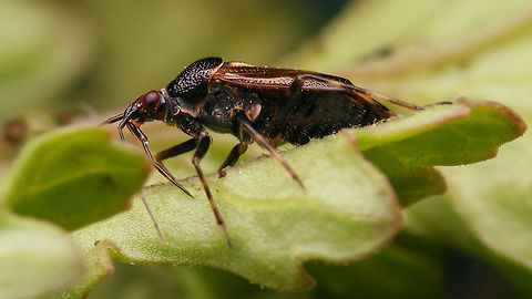 Deraeocoris flavilinea