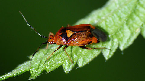 Deraeocoris ruber just adding some colour variants  Cimicomorpha,Deraeocoris,Deraeocoris ruber,Hemiptera,Heteroptera,Lampronia corticella,Miridae,Red Bug