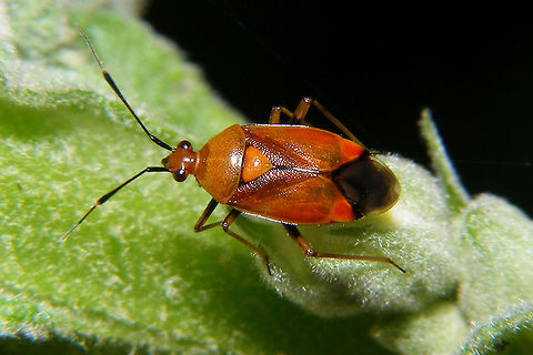 Deraeocoris ruber just adding some colour variants  Cimicomorpha,Deraeocoris,Deraeocoris ruber,Hemiptera,Heteroptera,Miridae,Red Bug