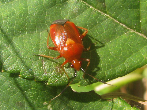 Deraeocoris ruber - teneral just adding some colour variants  Cimicomorpha,Deraeocoris,Deraeocoris ruber,Hemiptera,Heteroptera,Miridae,Red Bug,Teneral
