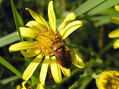 Deraeocoris ruber just adding some colour variants  Cimicomorpha,Deraeocoris,Deraeocoris ruber,Hemiptera,Heteroptera,Miridae,Red Bug