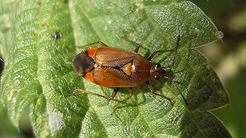 Deraeocoris ruber just adding some colour variants  Cimicomorpha,Deraeocoris,Deraeocoris ruber,Hemiptera,Heteroptera,Miridae,Red Bug