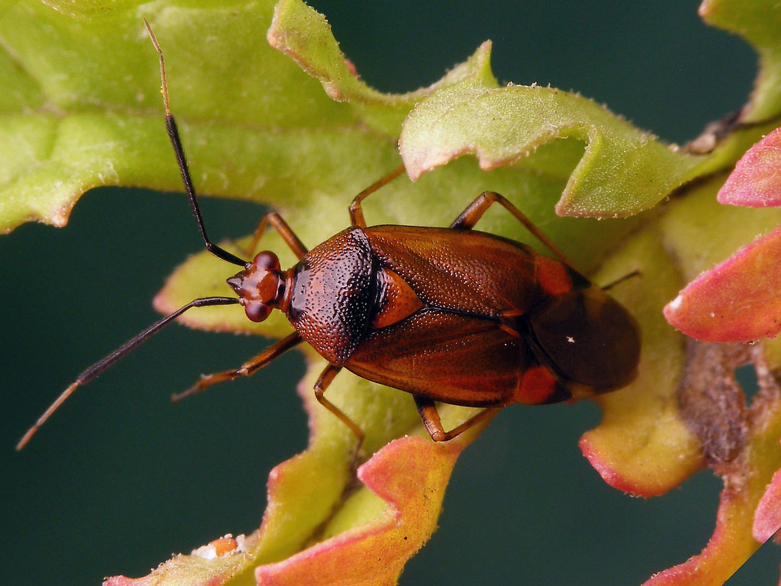 Deraeocoris ruber just adding some colour variants Cimicomorpha,Deraeocoris,Deraeocoris ruber,Hemiptera,Heteroptera,Miridae,Red Bug
